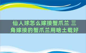 仙人球怎么嫁接蟹爪兰 三角嫁接的蟹爪兰用啥土载好